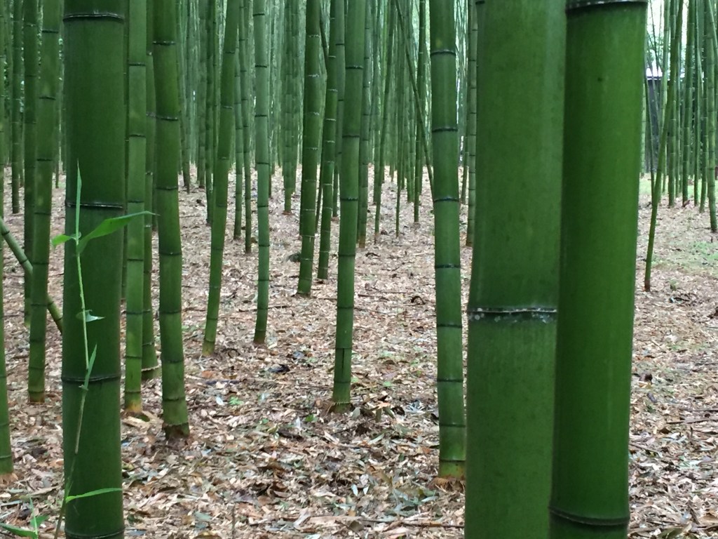 Japan…coming soon.